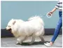 Поводок Xiaomi Moemaster UFO Retractable Leash 2 Plus, 3 м Серый